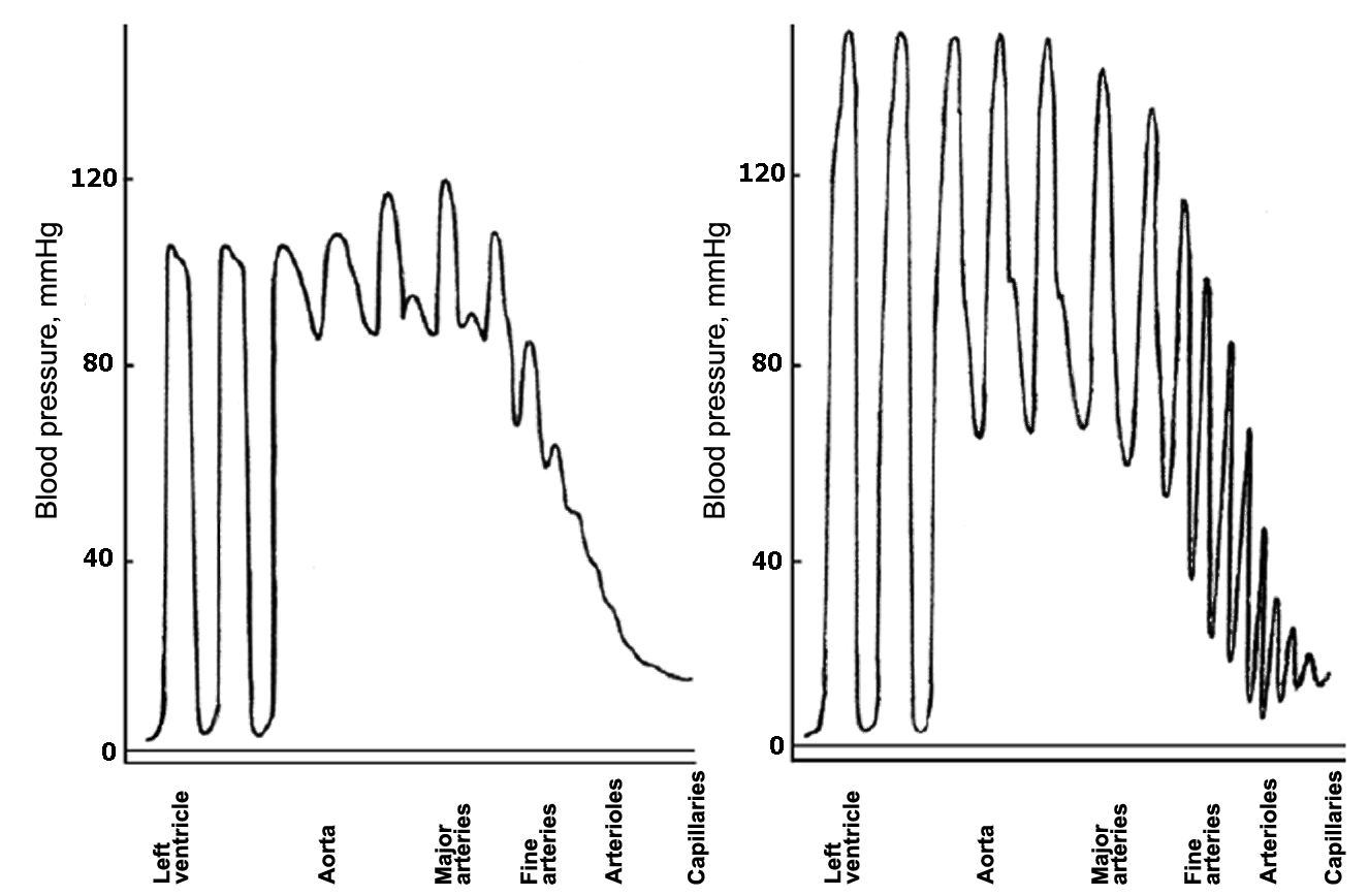 Pulse waves in different parts of the arterial bed