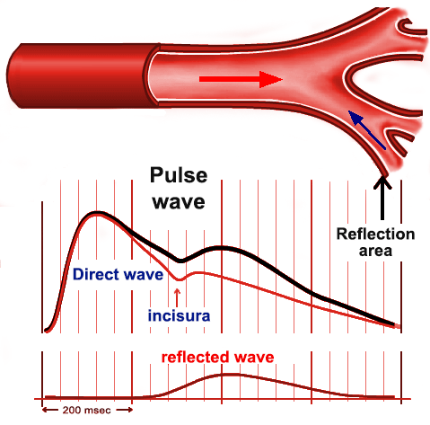 Pulse wave generation diagram